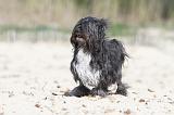 PETIT CHIEN LION 039